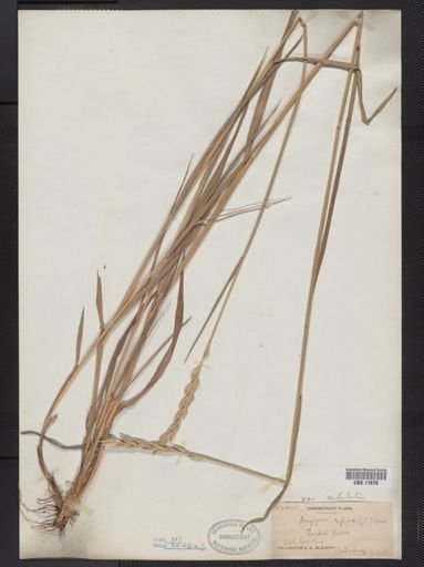 Elymus repens