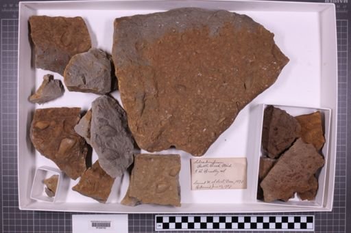 mixed taxa, stratigraphic collection