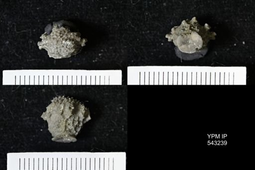 Gennaeocrinus variabilis