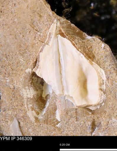 Parallelodon (Cosmetodon) sp.