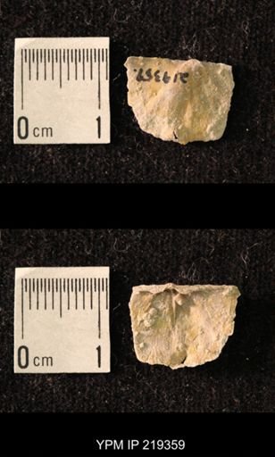 Chonetes granulifer