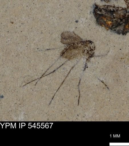 undet. Diptera