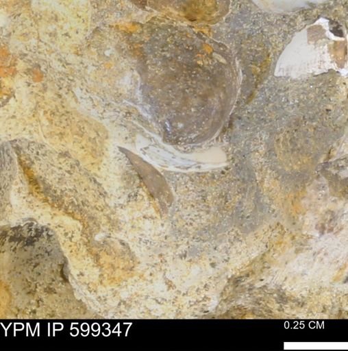 Protocardia subquadrata