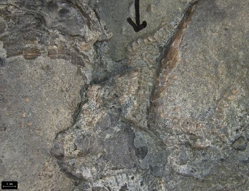 Aplocoma damesii