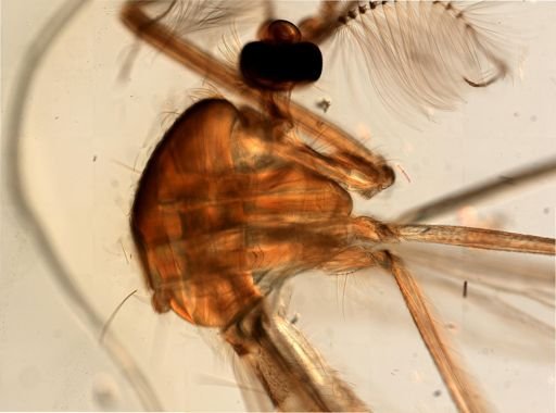 Culex pipiens