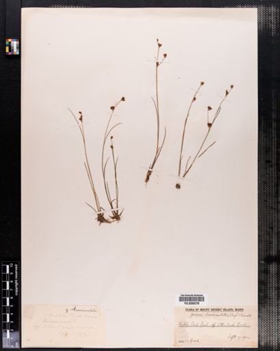 Juncus brevicaudatus