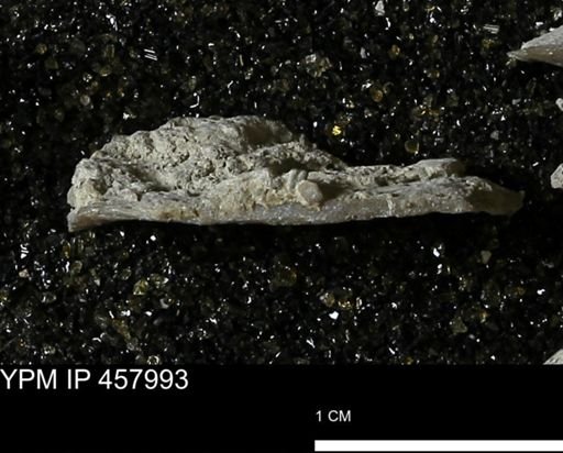 Strophodonta sp.