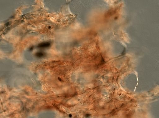Callyspongia sp.