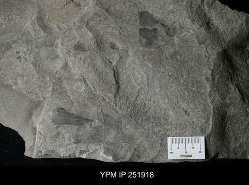Eurypterus sp.