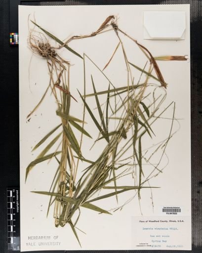 Leersia virginica
