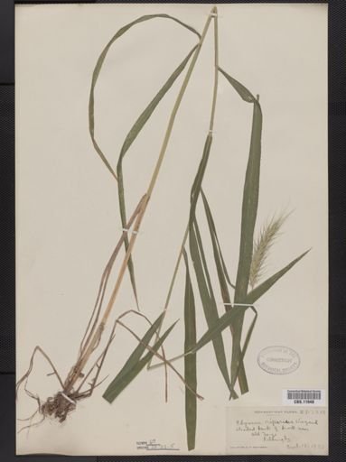 Elymus riparius