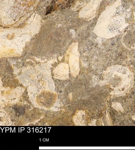 undet. Mollusca