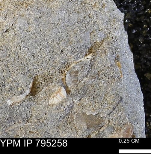 undet. Bivalvia