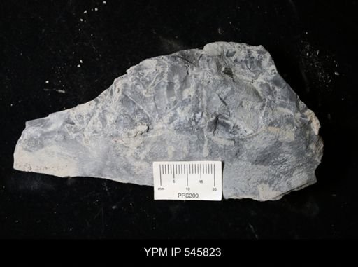 undet. Eurypterida