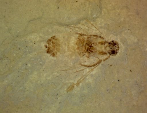 Hymenoptera?