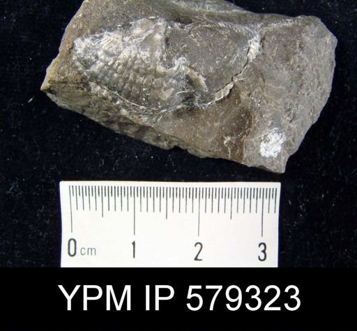 Spirifer audacula