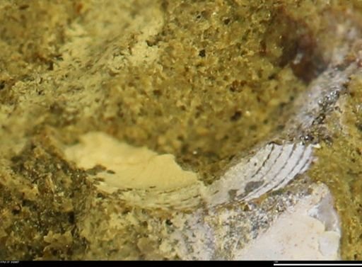 undet. Mollusca