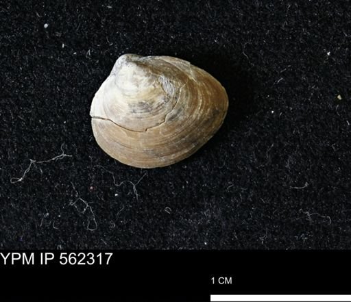 Limopsis striatopunctatus