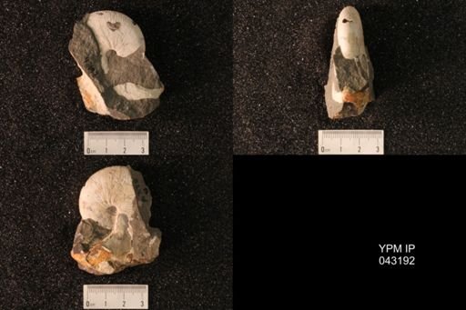 Hoploscaphites nicolletii