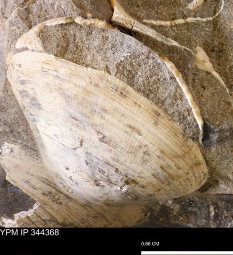 Limopsis striatopunctatus