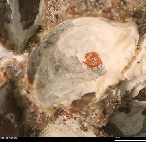 Corbulamella gregaria