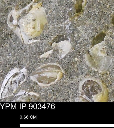 Corbulamella sp.