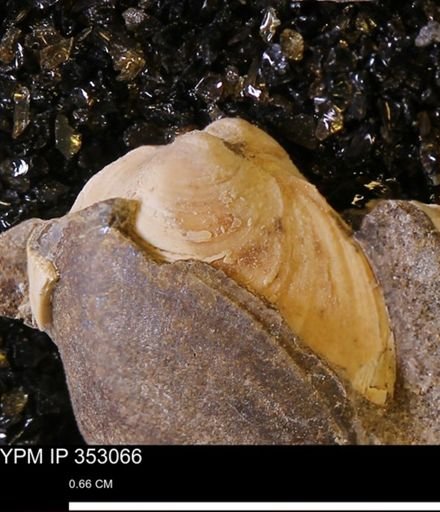 Limopsis striatopunctatus