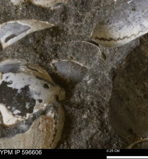 Limopsis? striatopunctatus