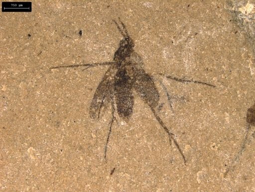 undet. Diptera