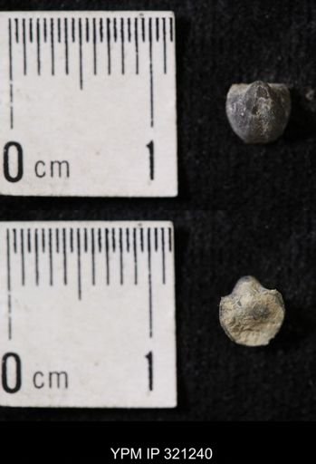 Ambocoelia sp.