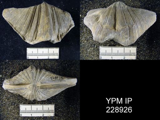 Neospirifer latus