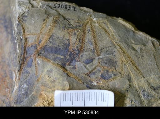 Kiaerograptus?