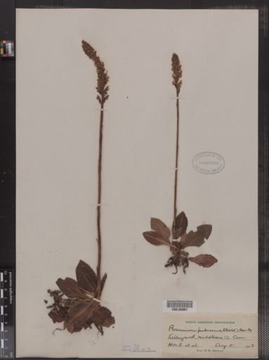Peramium pubescens