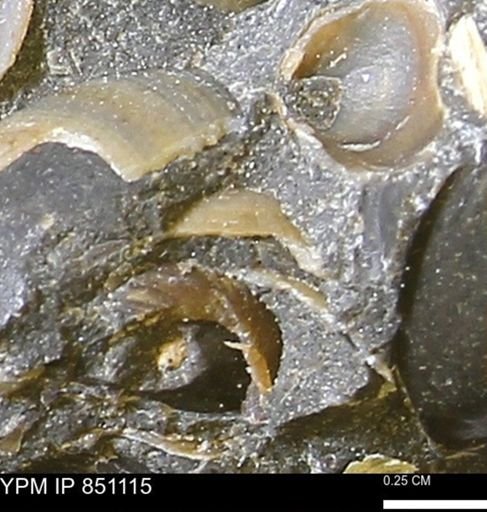 Limopsis striatopunctatus