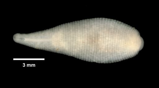 Helobdella modesta