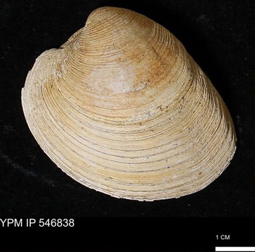 Venus mercenaria antiqua