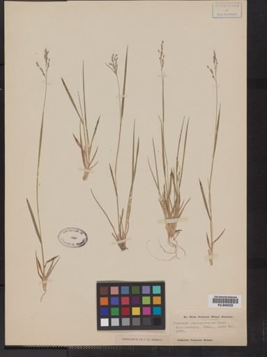 Panicum depauperatum