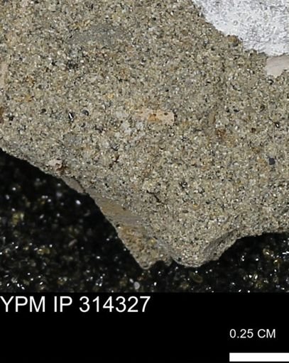 undet. Scaphopoda