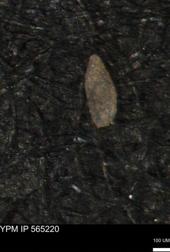 Miliammina manitobensis