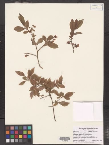 Vaccinium pallidum