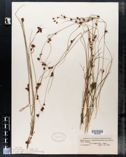 Rhynchospora capitellata