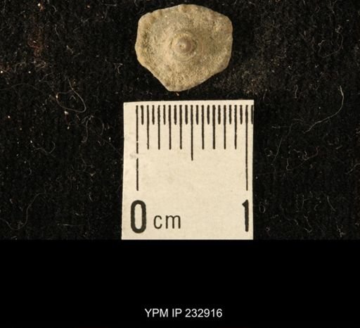 Archaeocidaris sp.