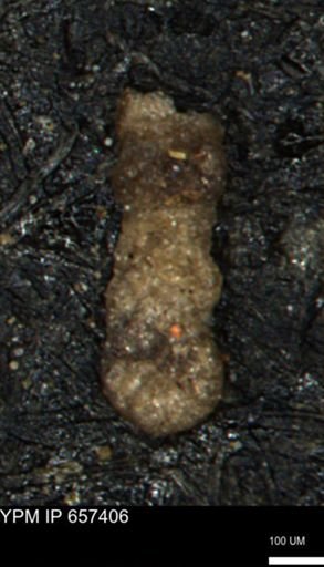 Ammobaculoides whitneyi