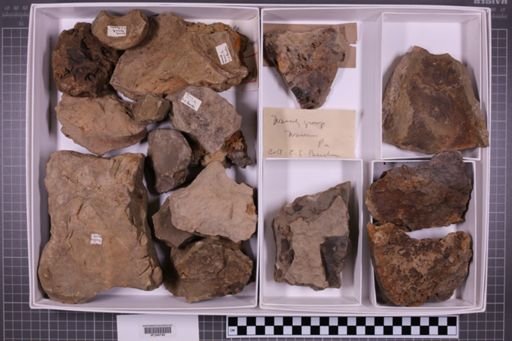 mixed taxa, stratigraphic collection