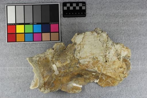 Metamynodon planiceps