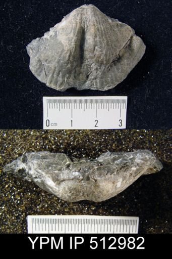 Spirifer sp.