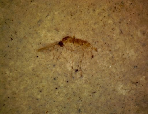 undet. Diptera