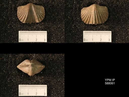 Platystrophia laticostata