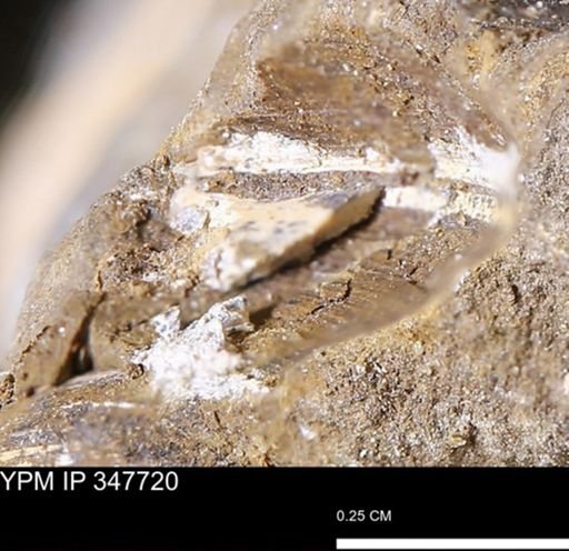 undet. Bivalvia