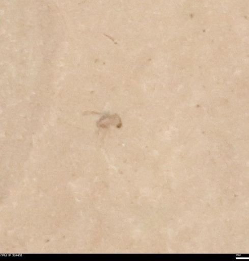 undet. Insecta